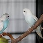 Mimpi Dapat Burung Bagus Artinya